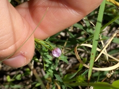 Vicia ludoviciana