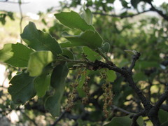 Quercus eduardii