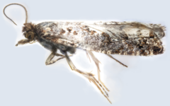 Epinotia trigonella