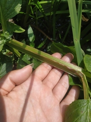 Scrophularia umbrosa