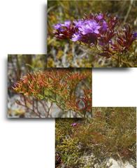 Limonium scabrum scabrum