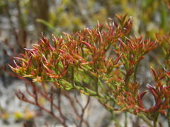 Limonium scabrum scabrum