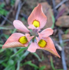 Moraea papilionacea