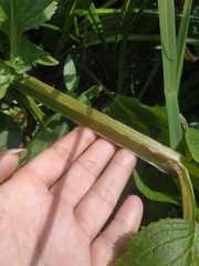 Scrophularia umbrosa