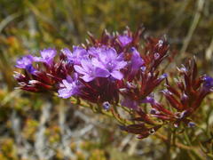 Limonium scabrum scabrum