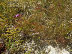 Limonium scabrum scabrum