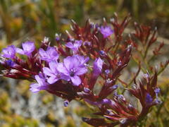 Limonium scabrum scabrum