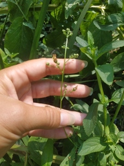 Scrophularia umbrosa