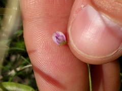 Vicia ludoviciana