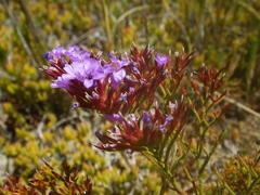 Limonium scabrum scabrum
