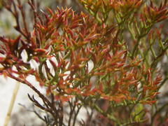 Limonium scabrum scabrum