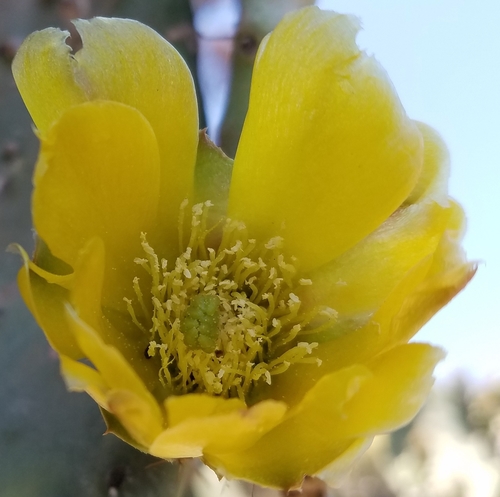 photo of Prickly Pears (Opuntia)