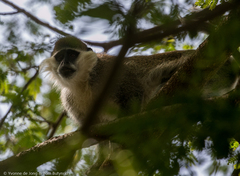 Chlorocebus aethiops