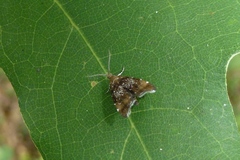 Prochoreutis sehestediana