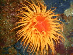 Pseudactinia flagellifera