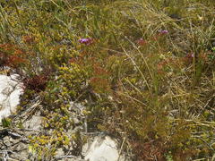 Limonium scabrum scabrum