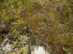 Limonium scabrum scabrum