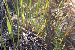 Elegia filacea