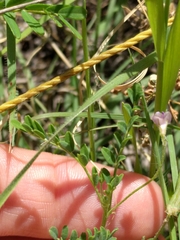 Vicia ludoviciana