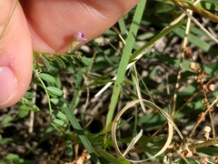 Vicia ludoviciana