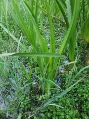 Sparganium erectum
