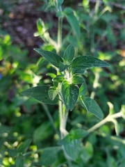 Dicliptera brachiata