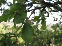 Quercus eduardii