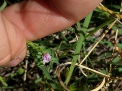 Vicia ludoviciana