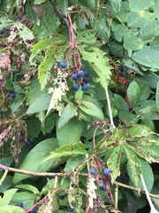 Vitis riparia