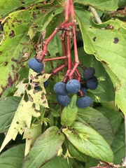 Vitis riparia