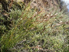 Elegia filacea