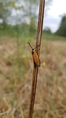 Praezygaena ochroptera