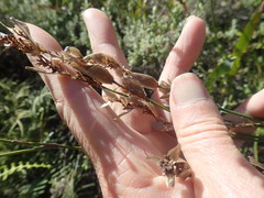 Elegia filacea