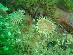 Anthostella stephensoni