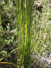 Elegia filacea