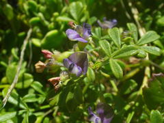 Psoralea repens