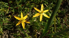 Pauridia serrata serrata