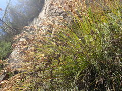Elegia filacea