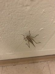 Neoconocephalus triops