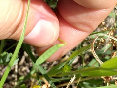 Vicia ludoviciana