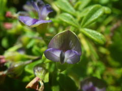 Psoralea repens