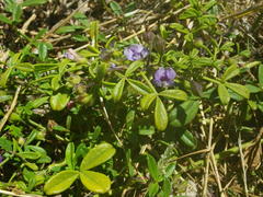Psoralea repens