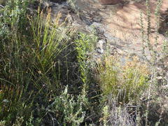 Elegia filacea