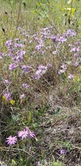 Symphyotrichum sericeum