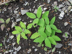 Polygonatum glaberrimum