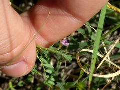 Vicia ludoviciana