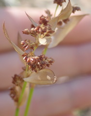 Elegia filacea