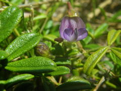 Psoralea repens