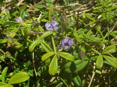Psoralea repens