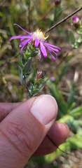 Symphyotrichum sericeum